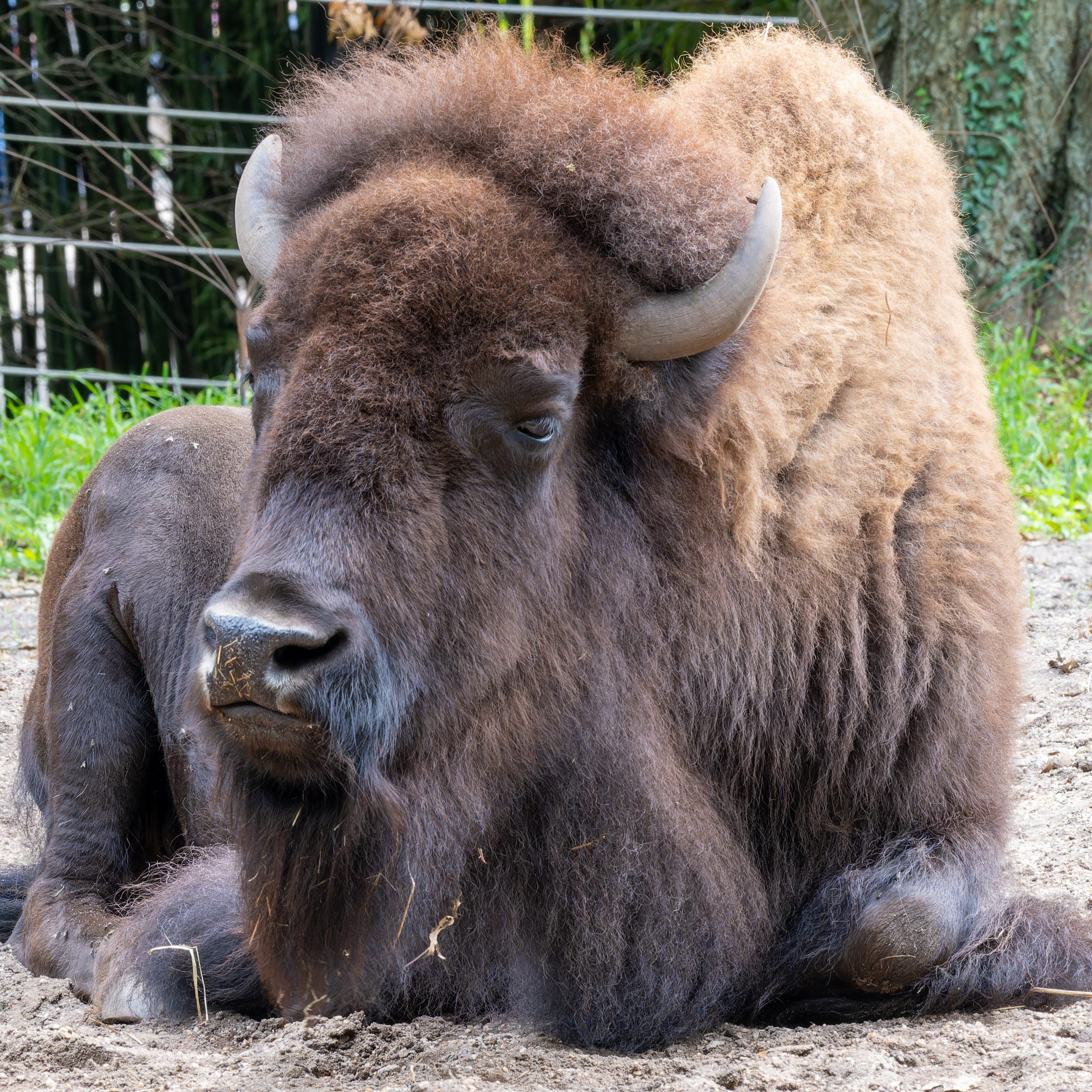 Wooly Wooly